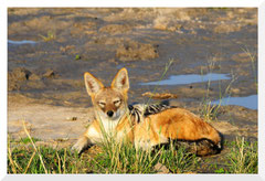 ©- Bruno Deveze - Trek Botswana