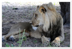©- Lion - Kalahari - Bruno Deveze - Trek Botswana