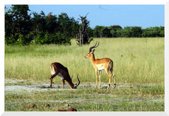 ©- Bruno Deveze - Trek Botswana