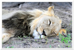 ©- Bruno Deveze - Trek Botswana