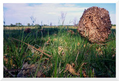 Bruno Deveze Botswana trek ©