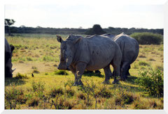 ©- Bruno Deveze - Rhinocéros - Trek Botswana