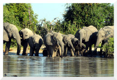 ©- Bruno Deveze - Trek Botswana