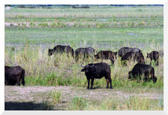 ©- Buffalo - Bruno Deveze - Trek Botswana