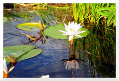 ©- Water Lili - Okavango delta - Bruno Deveze - Trek Botswana