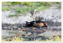 ©- Bruno Deveze - Trek Botswana
