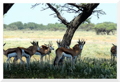 ©- Bruno Deveze - Springbok - Trek Botswana