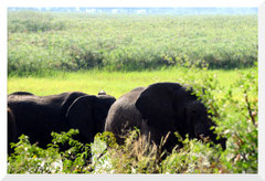 ©- Bruno Deveze - Trek Botswana