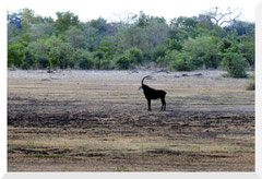 ©- Bruno Deveze - Hippotrague - Sabre - Trek Botswana