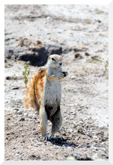 ©- Bruno Deveze - Ground squirel -Trek Botswana