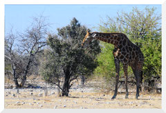 Bruno Deveze Namibie ©