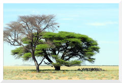 ©- Bruno Deveze - Trek Botswana