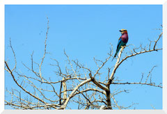 ©- Bruno Deveze - Roller  -Trek Botswana