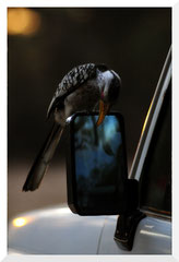 Bruno Deveze Botswana trek ©