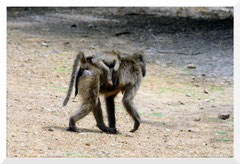 Bruno Deveze - Botswana - trek ©