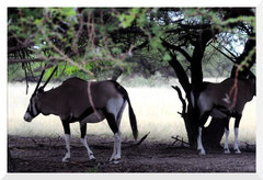©- Bruno Deveze - Trek Botswana