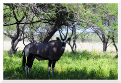 ©- Bruno Deveze - ORYX - Trek Botswana