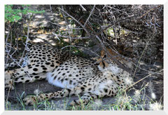 ©- Guépard - Bruno Deveze - Trek Botswana