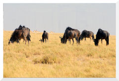 Bruno Deveze Botswana trek ©