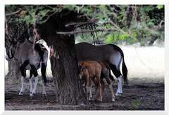 ©- Bruno Deveze - Bébé Oryx " cache-cache " - Trek Botswana