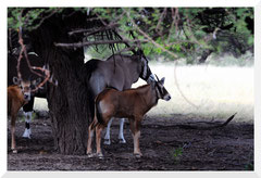 ©- Bruno Deveze - Famille Oryx - Trek Botswana