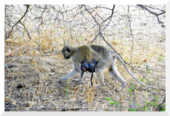 Bruno Deveze Namibie ©