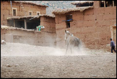 Maroc - Haut Atlas - M'Goun - 2009 ©BDeveze