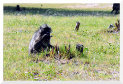 ©- Bruno Deveze - Babouins  - Trek Botswana