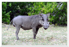 ©- Bruno Deveze - Trek Botswana