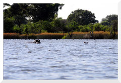 ©- Bruno Deveze - Hipppos -Trek Botswana