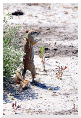 ©- Bruno Deveze - Écureuil - Trek Botswana