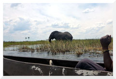 Bruno Deveze - Botswana - trek ©