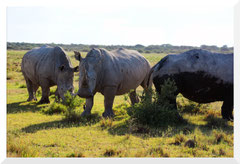 ©- Bruno Deveze - Rhinocéros - Trek Botswana