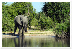 ©- Bruno Deveze - Chobé - Trek Botswana