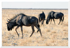 Bruno Deveze Namibie ©