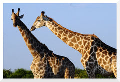 ©- Girafes - Bruno Deveze - Trek Botswana