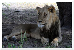 ©- Lion - Bruno Deveze - Trek Botswana