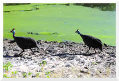 ©- " Les Gertrudes "Bruno Deveze - Trek Botswana