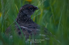 Logopède, plumage d'été, Isafjordur