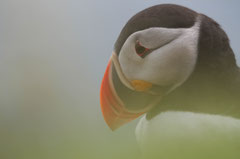 Macareux moine, Latrabjarg