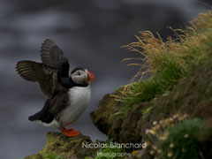 Macareux moine, Latrabjarg