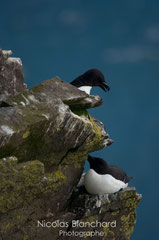 Pingoins torda, Latrabjarg