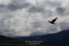 Grand corbeau, dans la baie de Sudavik