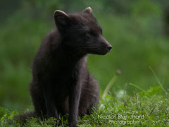 Renard polaire, Hornstrandir