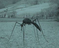 "Sculptures d'insectes"  => zoos Anvers  + Malines