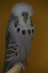 Landesschau | Landessieger GG, Bester Altvogel und Landesgruppensieger Zimt Blaureihe Grau