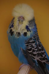 Landesschau | Bester Altvogel GG