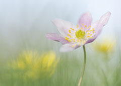 Winnaar in de categorie Macro en close-up Flora - Marleen Baas