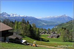 auf die Berner Alpen