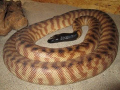 Schwarzkopfpython / ASPIDITES MELANOCEPHALUS